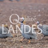 Pintades Fermières des Landes IGP - Label Rouge