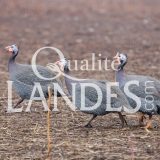 Pintades Fermières des Landes IGP - Label Rouge