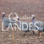 Pintades Fermières des Landes IGP - Label Rouge