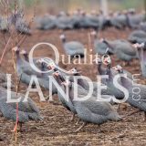 Pintades Fermières des Landes IGP - Label Rouge