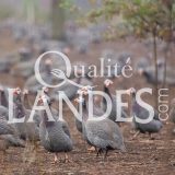 Pintades Fermières des Landes IGP - Label Rouge