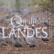 Pintades Fermières des Landes IGP - Label Rouge