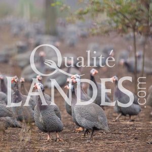 7A696 - Volailles - pintades Pintades Fermières des Landes IGP - Label Rouge