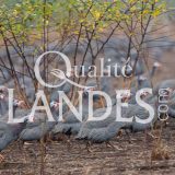 Pintades Fermières des Landes IGP - Label Rouge