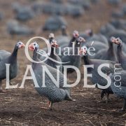Pintades Fermières des Landes IGP - Label Rouge