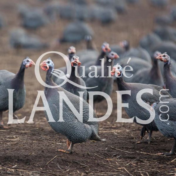 7A700 - Volailles - pintades Pintades Fermières des Landes IGP - Label Rouge