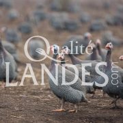 Pintades Fermières des Landes IGP - Label Rouge