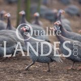Pintades Fermières des Landes IGP - Label Rouge