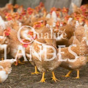 Poulardes Fermières des Landes IGP - Label Rouge Poulardes Fermières des Landes IGP - Label Rouge