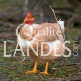 Poulardes Fermières des Landes IGP - Label Rouge