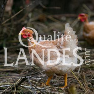 Poulardes Fermières des Landes IGP - Label Rouge Poulardes Fermières des Landes IGP - Label Rouge