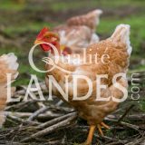 Poulardes Fermières des Landes IGP - Label Rouge