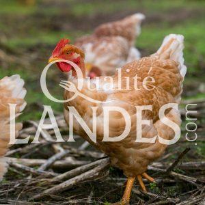 Poulardes Fermières des Landes IGP - Label Rouge Poulardes Fermières des Landes IGP - Label Rouge