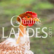 Poulardes Fermières des Landes IGP - Label Rouge
