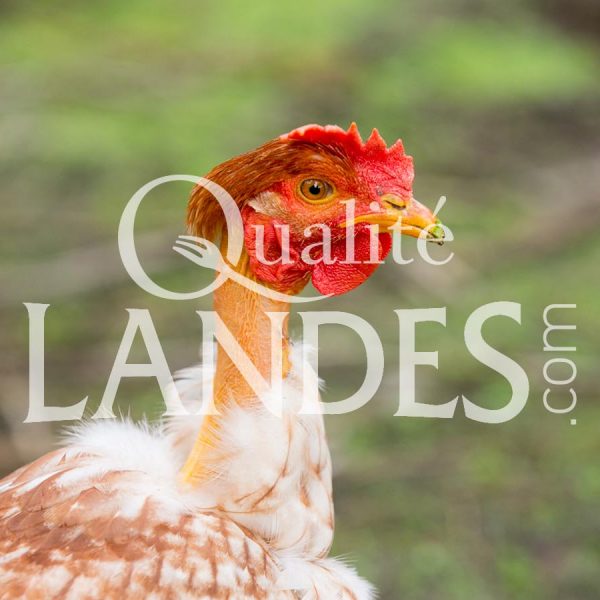 Poulardes Fermières des Landes IGP - Label Rouge Poulardes Fermières des Landes IGP - Label Rouge