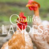 Poulardes Fermières des Landes IGP - Label Rouge