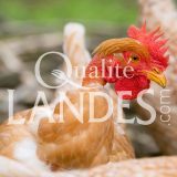 Poulardes Fermières des Landes IGP - Label Rouge