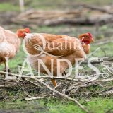 Poulardes Fermières des Landes IGP - Label Rouge