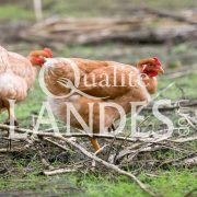 Poulardes Fermières des Landes IGP - Label Rouge