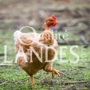 Poulardes Fermières des Landes IGP - Label Rouge