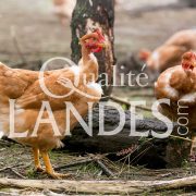 Poulardes Fermières des Landes IGP - Label Rouge
