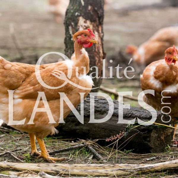 Poulardes Fermières des Landes IGP - Label Rouge Poulardes Fermières des Landes IGP - Label Rouge