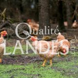 Poulardes Fermières des Landes IGP - Label Rouge