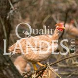 Poulardes Fermières des Landes IGP - Label Rouge
