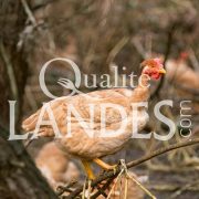 Poulardes Fermières des Landes IGP - Label Rouge