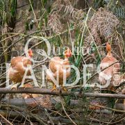 Poulardes Fermières des Landes IGP - Label Rouge