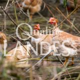 Poulardes Fermières des Landes IGP - Label Rouge