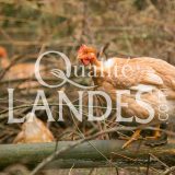 Poulardes Fermières des Landes IGP - Label Rouge