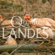 Poulardes Fermières des Landes IGP - Label Rouge