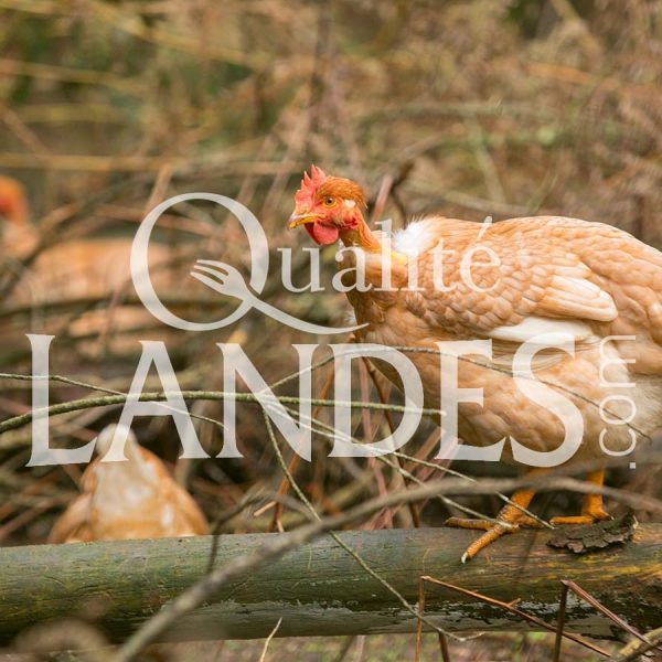 Poulardes Fermières des Landes IGP - Label Rouge Poulardes Fermières des Landes IGP - Label Rouge