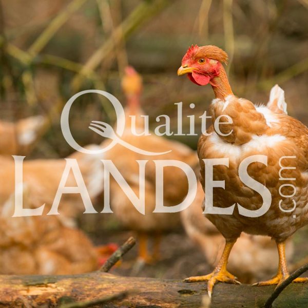 Poulardes Fermières des Landes IGP - Label Rouge Poulardes Fermières des Landes IGP - Label Rouge