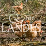 Poulardes Fermières des Landes IGP - Label Rouge