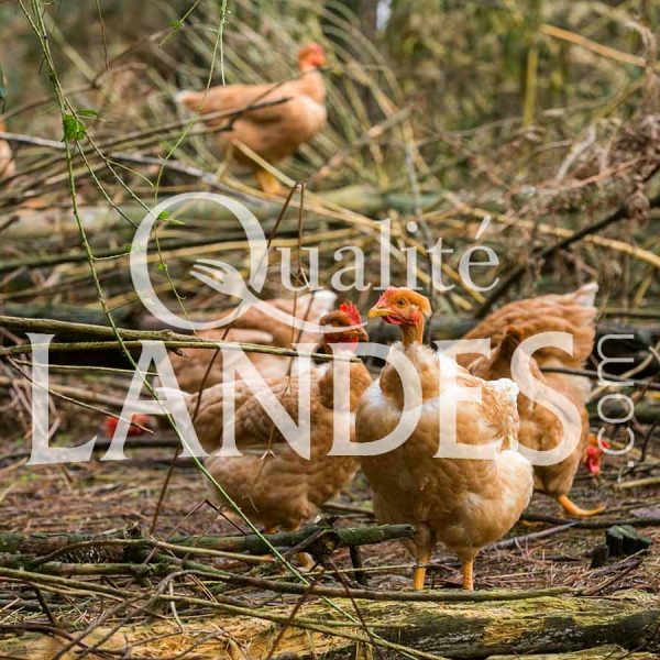 Poulardes Fermières des Landes IGP - Label Rouge Poulardes Fermières des Landes IGP - Label Rouge