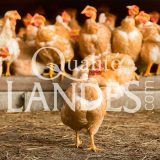Poulardes Fermières des Landes IGP - Label Rouge