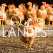 Poulardes Fermières des Landes IGP - Label Rouge