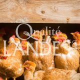 Poulardes Fermières des Landes IGP - Label Rouge