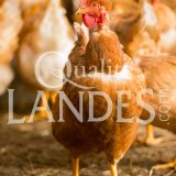 Poulardes Fermières des Landes IGP - Label Rouge