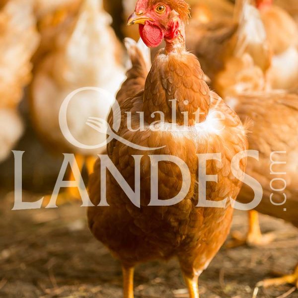 Poulardes Fermières des Landes IGP - Label Rouge Poulardes Fermières des Landes IGP - Label Rouge