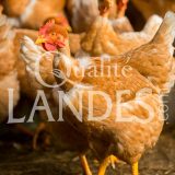 Poulardes Fermières des Landes IGP - Label Rouge