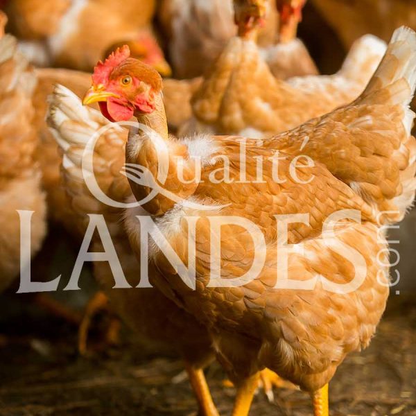 Poulardes Fermières des Landes IGP - Label Rouge
