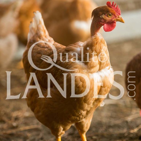 Poulardes Fermières des Landes IGP - Label Rouge Poulardes Fermières des Landes IGP - Label Rouge