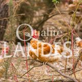Poulets Fermiers des Landes Blancs IGP - Label Rouge