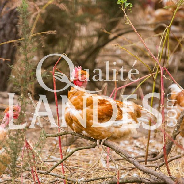 Poulets Fermiers des Landes Blancs IGP - Label Rouge