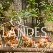 Poulets Fermiers des Landes Blancs IGP - Label Rouge