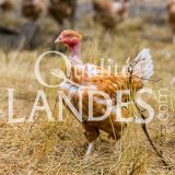 Poulets Fermiers des Landes Blancs IGP - Label Rouge