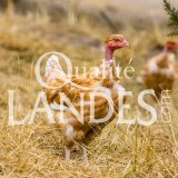 Poulets Fermiers des Landes Blancs IGP - Label Rouge